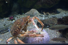 Killikus&reg; Fotographie